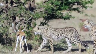 cheetah cubes play with a gazelle but baboon steals it