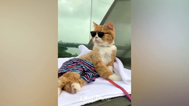 Essayer De Ne Pas Rire ✪ Vidéo De Chat À Mourir De Rire