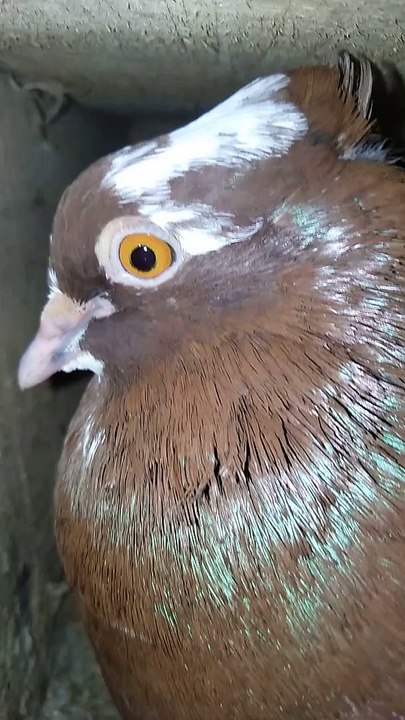 pigeon video mountain pigeons #pigeon #pets