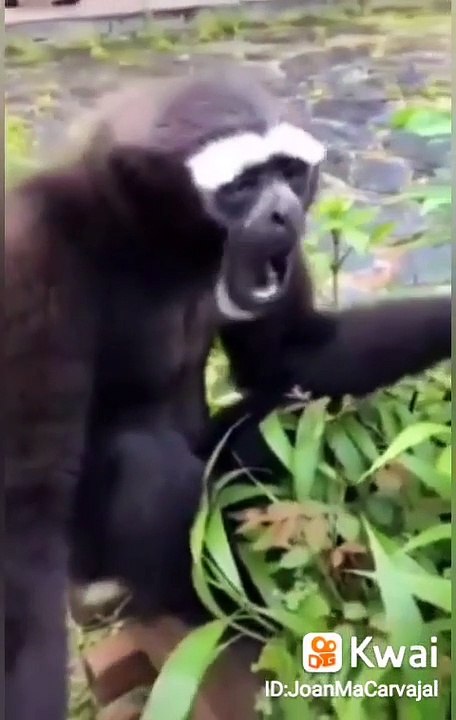 funny video 2022