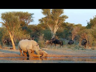 Race of Life - Herbivores - Nature's Battle Tanks Episde 4