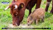 [와글와글] 갈 곳 잃은 아기 멧돼지 돌보는 소떼들
