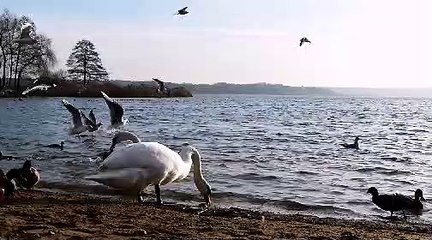 Beautiful ducks in the water
