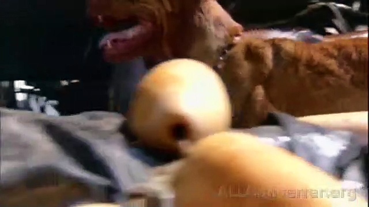 Turner & Hooch Bande-annonce (PT)