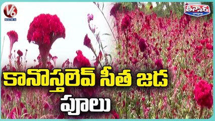 Villager Farming Sita Jada On Eve Of Bathukamma 2022 Festival _ V6 Weekend Teenmaar