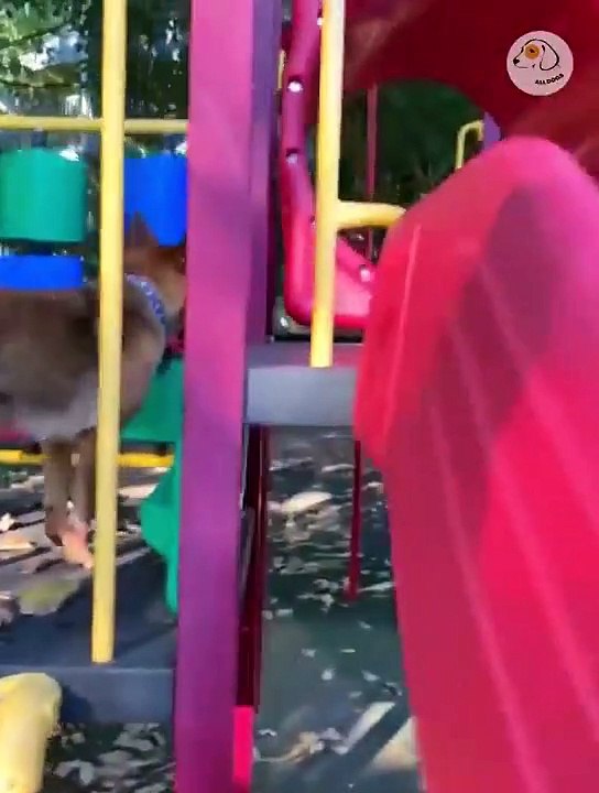 Attack Of The Funny Dogs  The Best Videos About Dogs Part-16