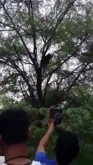 गांव में पेड़ पर चढ़ा भालू, वन विभाग ने किया रेस्क्यू