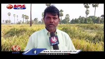 Heavy Rains Damaged Paddy Crops In Irukulla Village , Farmers Demands Compensation_ V6 Teenmaar
