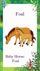 Baby Animal Name | Animals Kids Name | Video for Kids | Kids Education | Rhyme Baby Animals #shorts