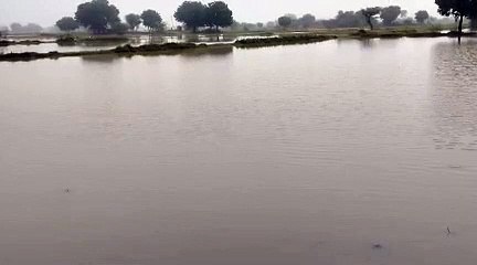 आश्विन में सावन सी लगी झड़ी, बस्सी में 100 एमएम बारिश