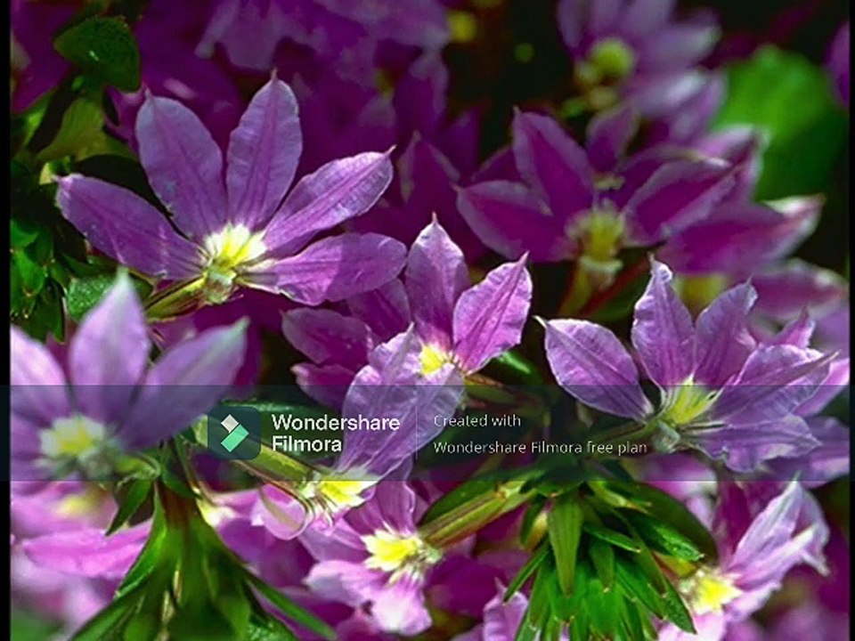 Baby Beethoven Einstein: Language Nursery (2000)