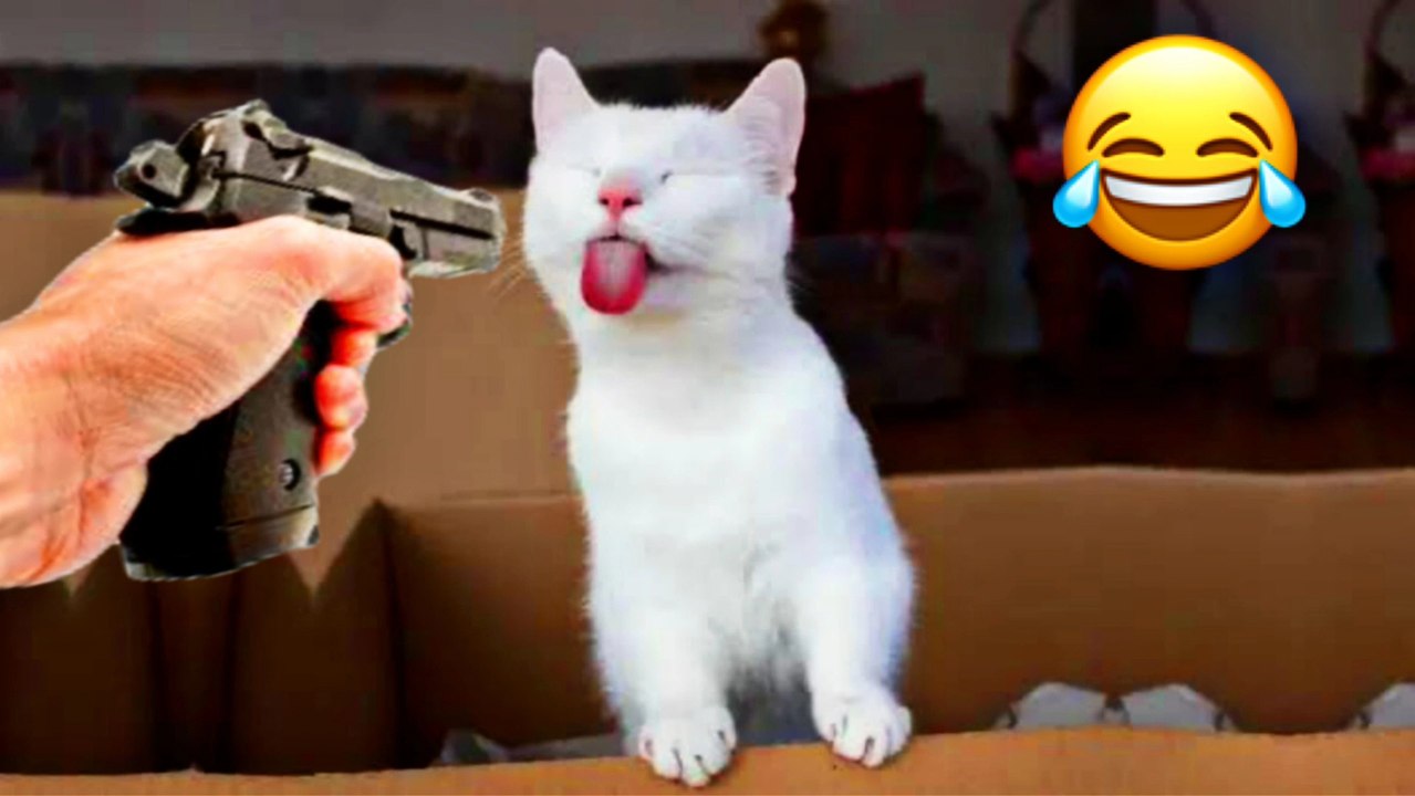 funny cat videos - part #002