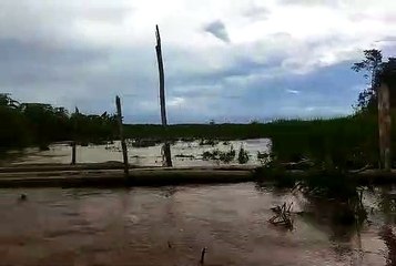 Padi Lahan Food Estate  Kalimantan Tengah