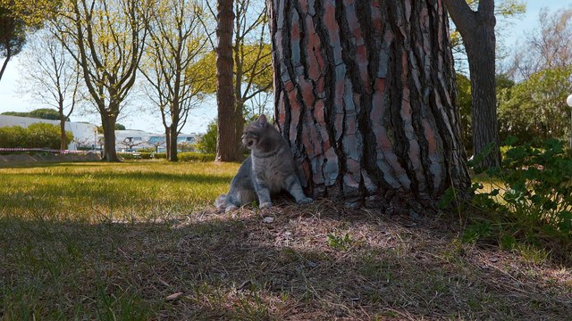 Try not to laugh || Cute cats & dogs funny videos 2022 Compilation # 12 || Amazing Dare Animals