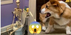 Funniest Animals Video - Funny Dogs And Cats - Try Not To Laugh Animals 2022