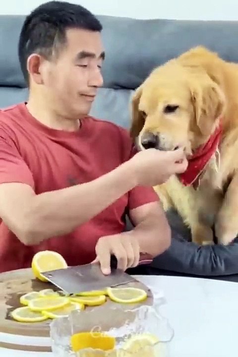 Funniest Cats and Dogs