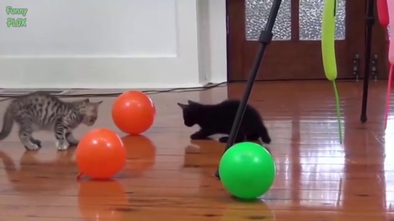 Funny Cat and Dog Videos Compilation