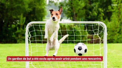 Un gardien de but exclu après avoir uriné pendant la rencontre !