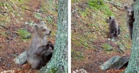 Dans cette vidéo, un petit ourson brun adopte un comportement étonnant en grimpant à un arbre pour s'y frotter