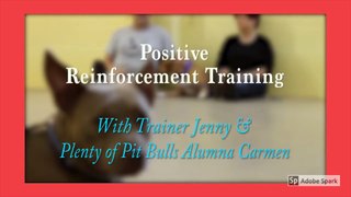 How to train your DOG Through POSITIVE REINFORCEMENT  - Dog Training Videos For Beginners