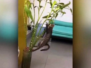 cat fanny video every moment fanny video cat fanny video every moment fanny video