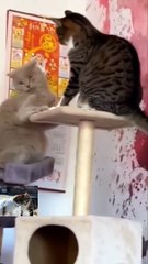 Funny  Cats  2022 | Seven Minutes Laughter