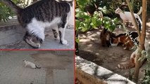 Gaziantep’te korkunç iddia: Büyü bozmak için kedilerin patileri kesildi