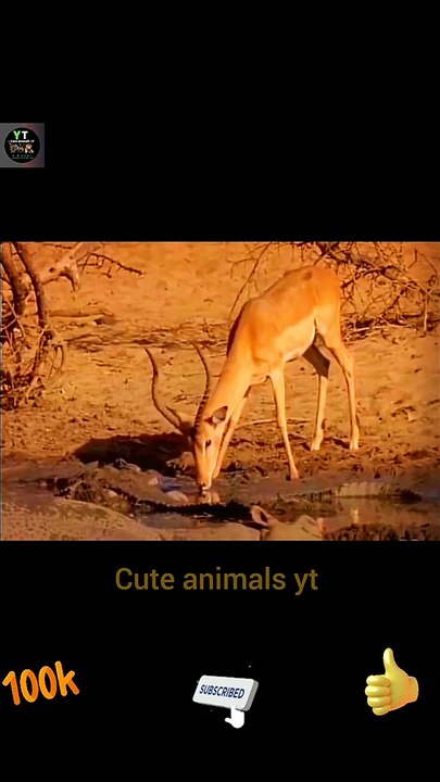 Crocodile Attacked Deer | Animals Attack Videos 2022 | Cute Animals Yt