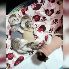 kittens Enjoying