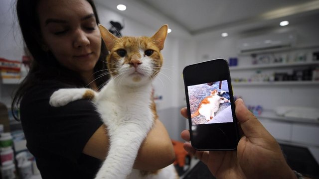 Obez kedi botoks yaptırdı iki kilo zayıfladı