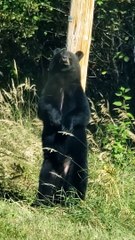 Itchy Black Bear Appears to Dance on Pole