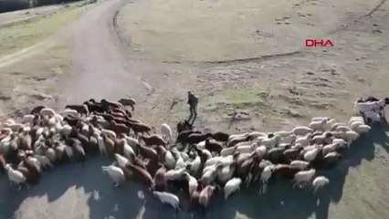 ÇOBAN, SÜRÜYE YAKLAŞAN DRONA BALTA FIRLATTI