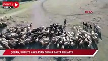 Çoban Sürüye yaklaşaan drone balta fırlattı