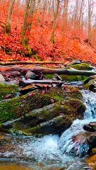 Janganlah kamu menikahi perempuan musyrik hingga mereka beriman | QS. Al-Baqarah : 221