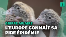 L’Europe traverse sa plus grande épidémie de grippe aviaire jamais observée