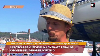 Las orcas se vuelven una amenaza para los amantes del deporte acuático