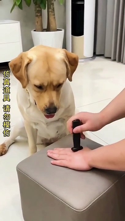 Golden dog