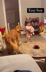 Golden retriever fun