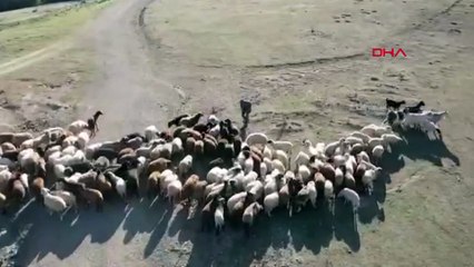 Çekim yapan drone sürüyü ürkütünce çoban balta fırlattı