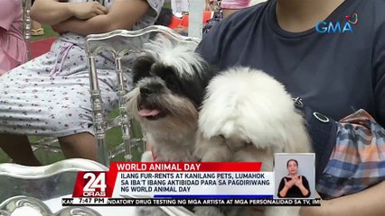 Ilang fur-rents at kanilang pets, lumahok sa iba't ibang aktibidad para sa pagdiriwang ng 'World Animal Day' | 24 Oras