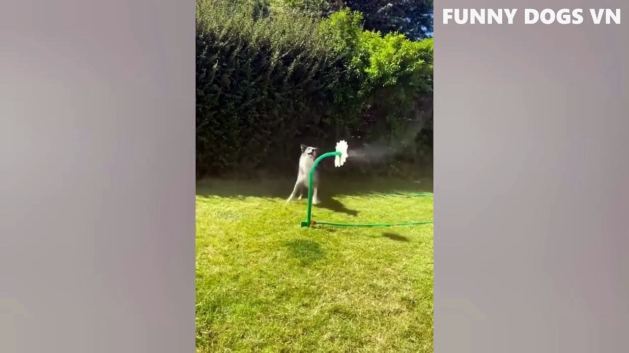 Best Funniest Animals Video - Funny Dogs And Cats in the year 2022