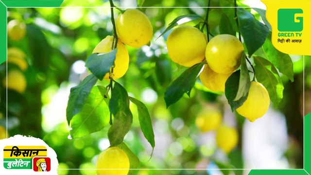 Kisan Bulletin 03 Oct 2022 - ICAR द्वारा विकसित की गई नींबू की उन्नत किस्म थार वैभव, तीन साल बाद मिलने लगेंगे फल | Green TV