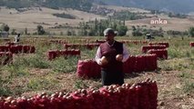 Yozgat haberleri: Soğan Hasadının Devam Ettiği Yozgat'ta Üreticiler Girdi Maliyetlerinden Yakındı