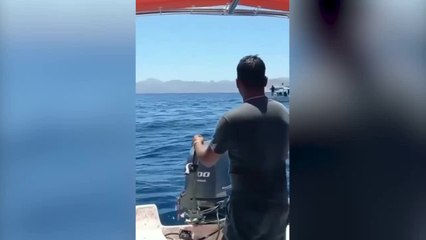 Una orca ataca a un delfín