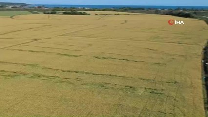 Sinop haberleri | Sinop'ta fırtına tarım arazilerine zarar verdi