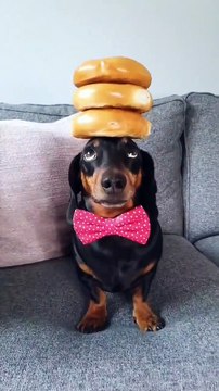 Dachshund Balances Bagels on Head