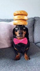 Dachshund Balances Bagels on Head