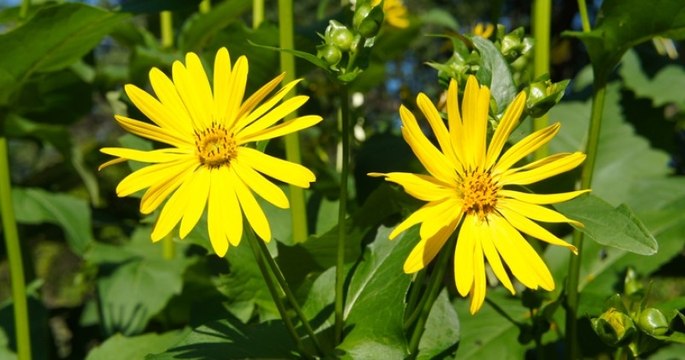 Turquie : une plante médicinale aux nombreuses vertus disparue depuis 2 000 ans a été retrouvée