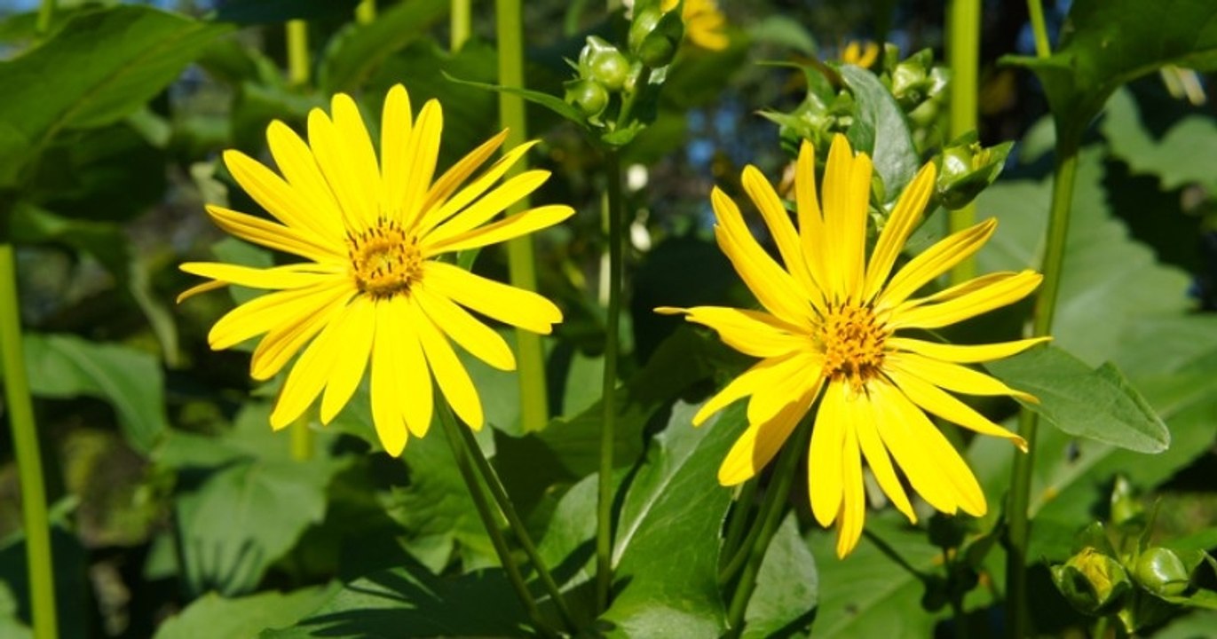 Turquie : une plante médicinale aux nombreuses vertus disparue depuis 2 000 ans a été retrouvée