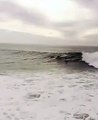 Amazing Dolphins Surfing Waves
